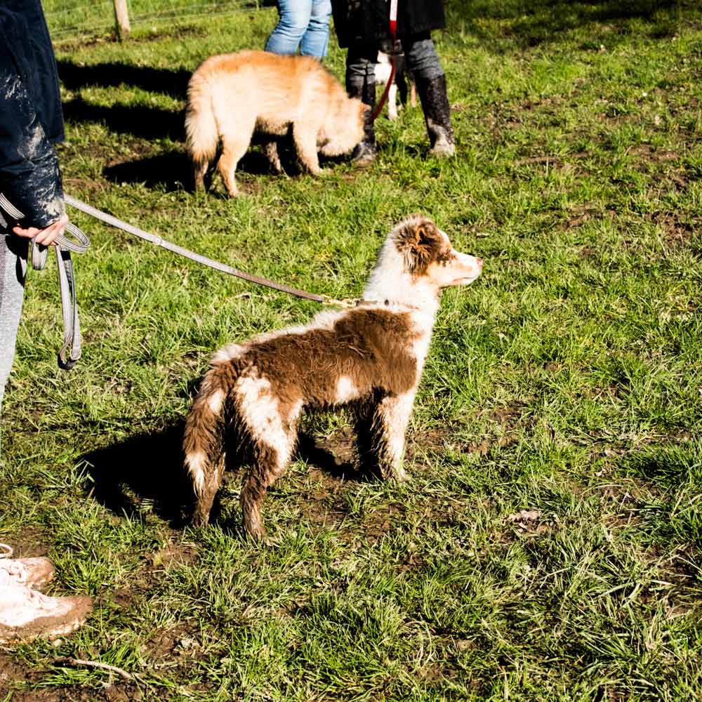 Le Club Canin Vannetais est composé d’une section Éducation canine avec son École du chiot et de 5 sections sportives : l’agility, le dog dancing, le hoopers, l’obéissance et le sauvetage à l’eau.